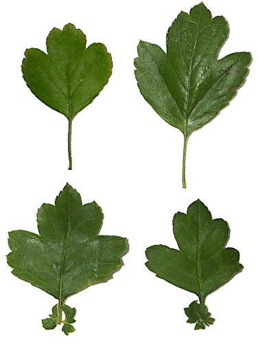 Crataegus xmeda leaves without and with stipules (Lohr)