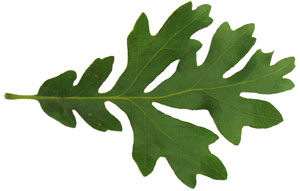 Quercus gambelii leaf (Lohr)