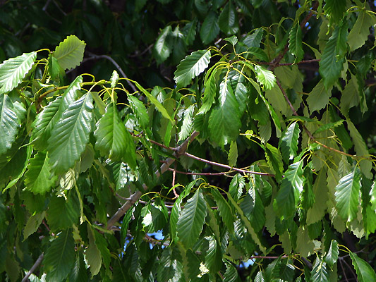 Quercus prinus branches (Lohr)