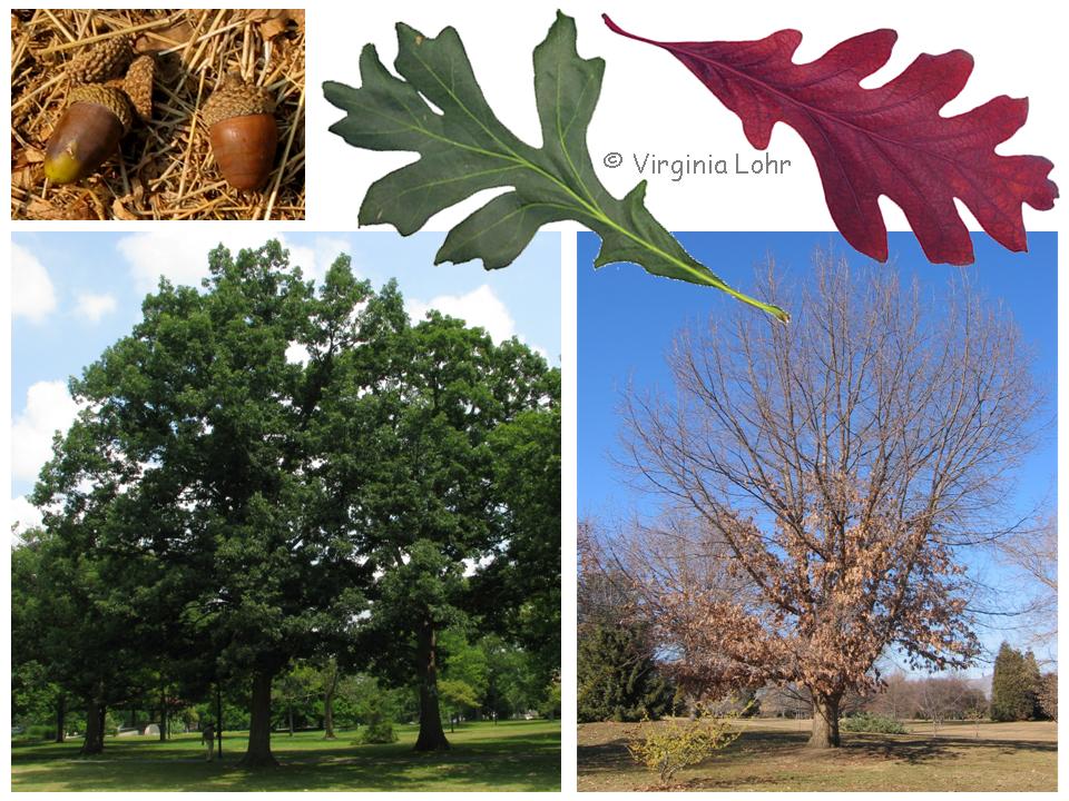 Quercus alba pictures (V.I. Lohr)