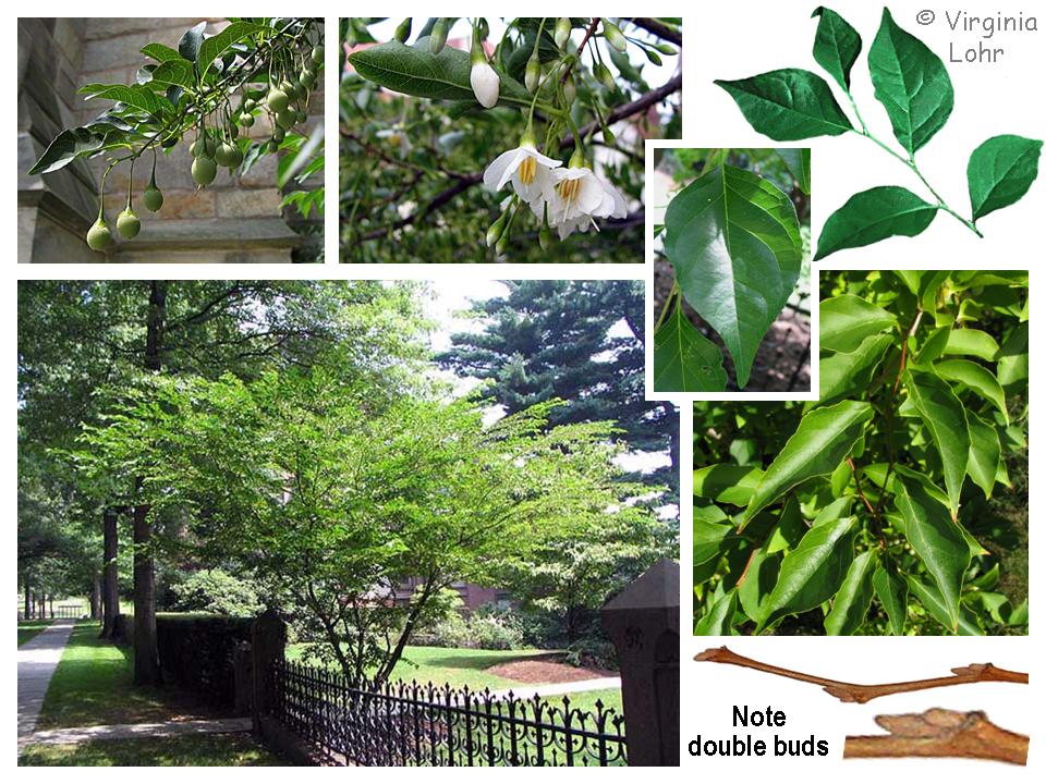 Styrax japonicus photos (V.I. Lohr)