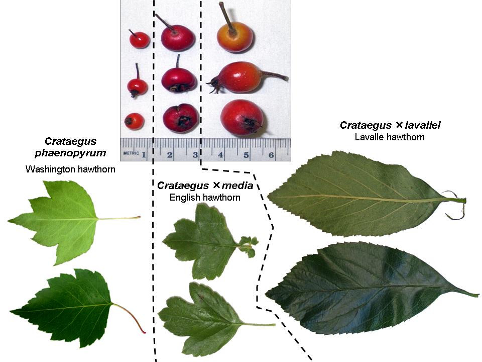 Hawthorn comparisons  (V.I. Lohr)