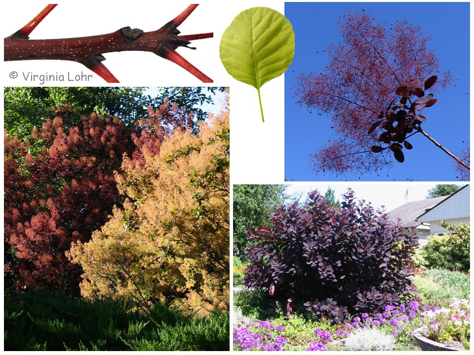 Cotinus coggygria photos (V. Lohr)