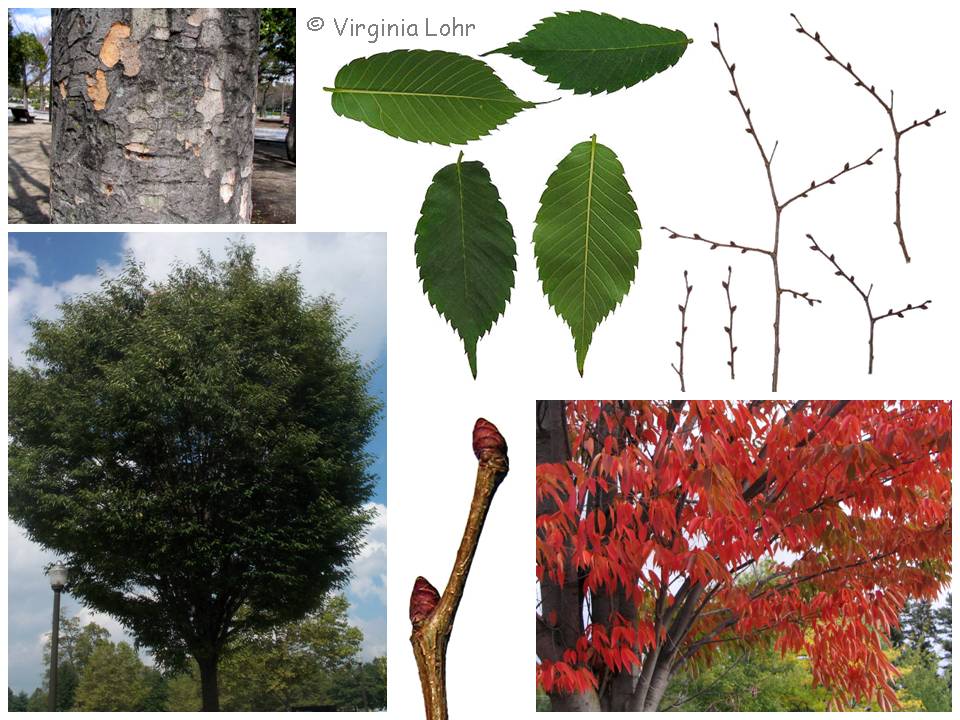 Zelkova serrata photos (V. Lohr)