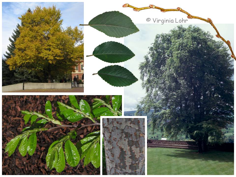 Ulmus parvifolia photos (V. Lohr)