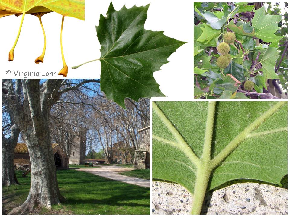 Platanus photos (V. Lohr)