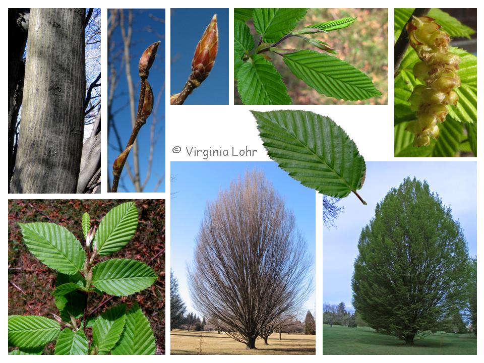 Carpinus betulus photos (V.I. Lohr)