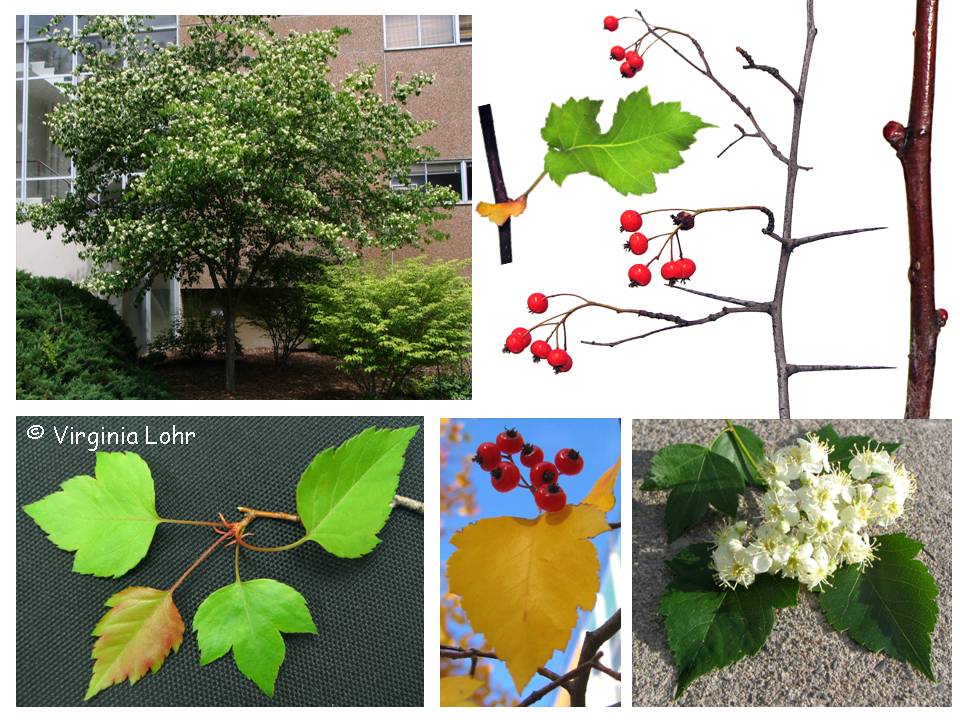 Crataegus phaenopyrum photos (V.I.  Lohr)