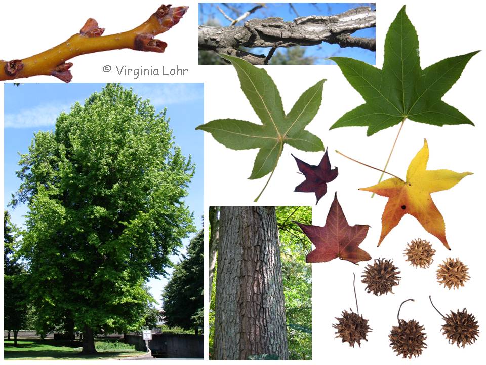 Liquidambar styraciflua photos (V. Lohr)