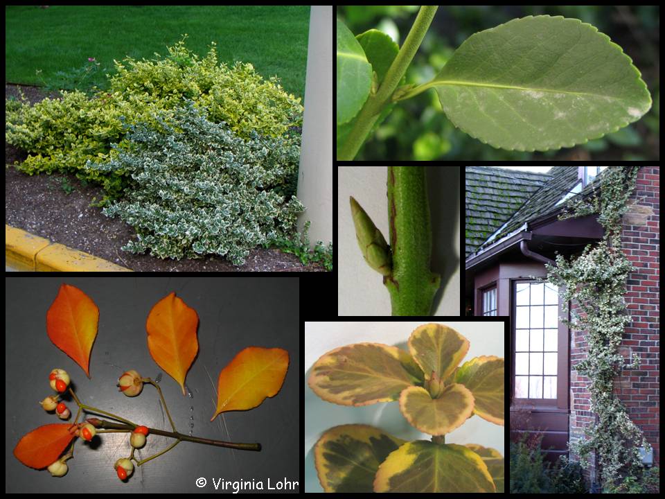 Euonymus fortunei photos (V. I. Lohr)