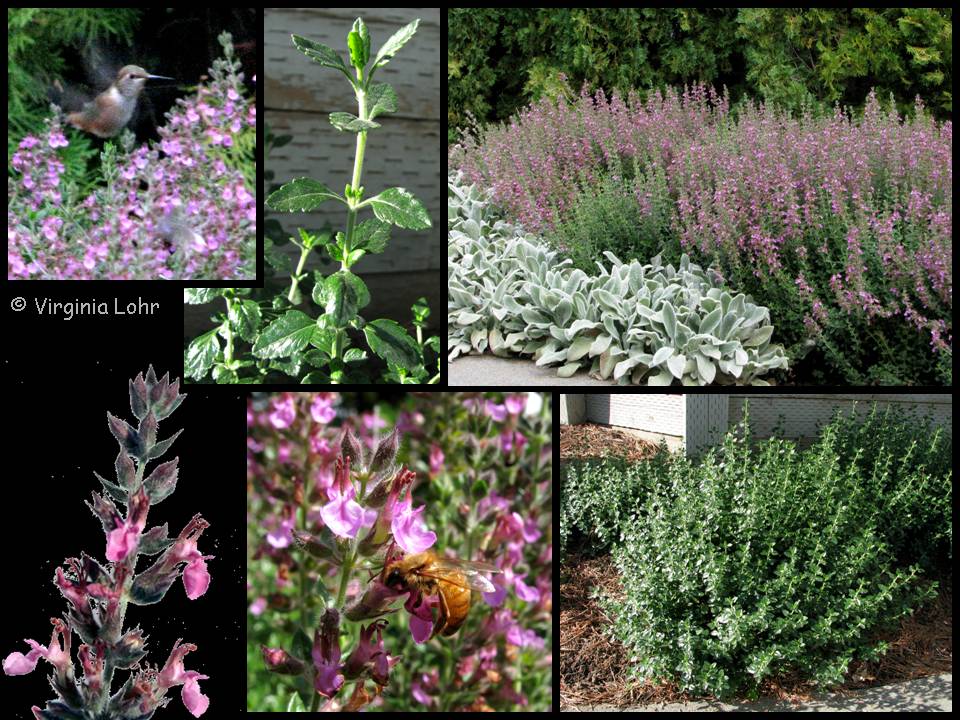 Teucrium chamaedrys pictures (V.I. Lohr)