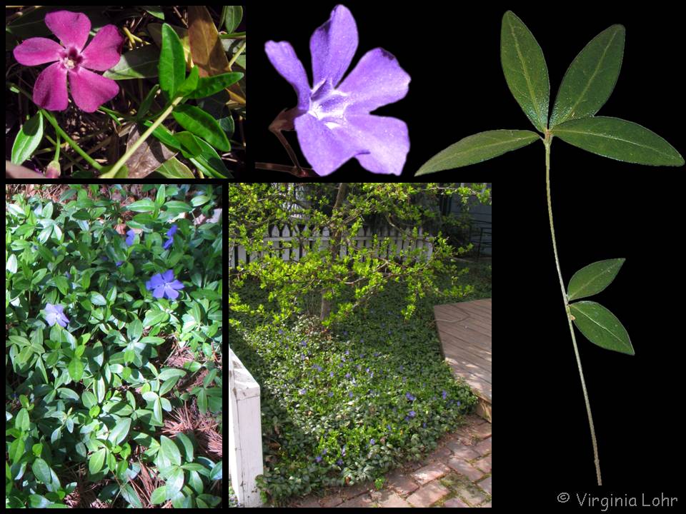 Vinca minor photos (V. I. Lohr)