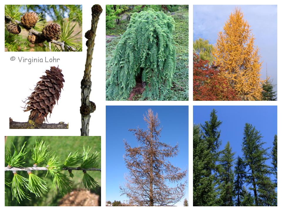 Photos of Larix spp. (V. Lohr)