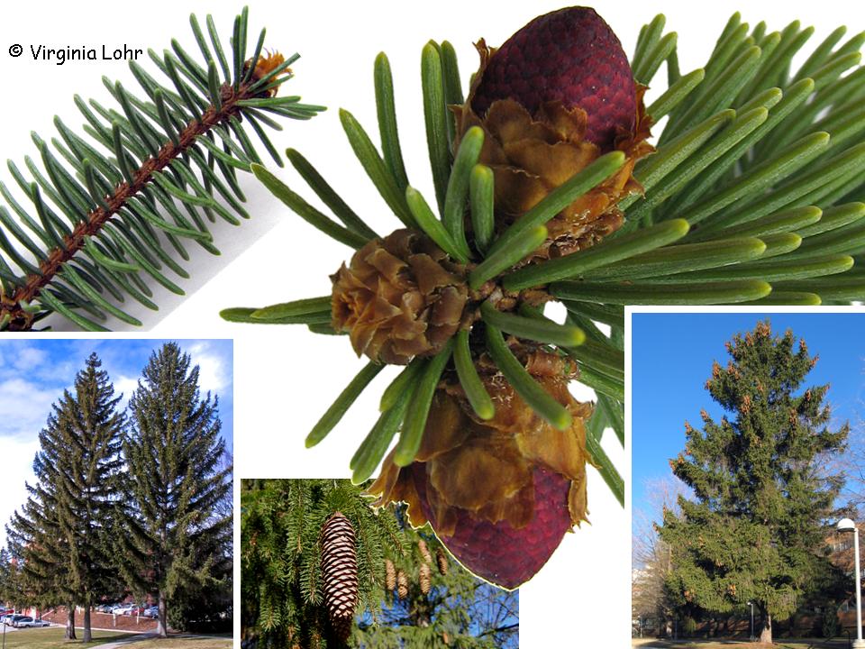 Photos of Picea abies (V. Lohr)