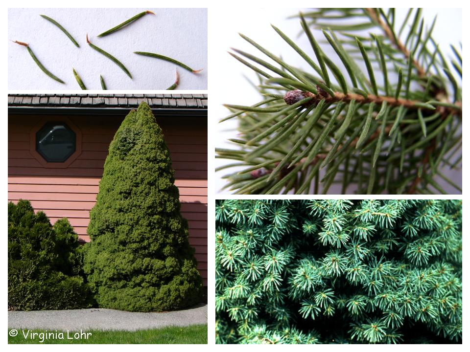 Photos of Picea glauca 'Conica' (V. Lohr)