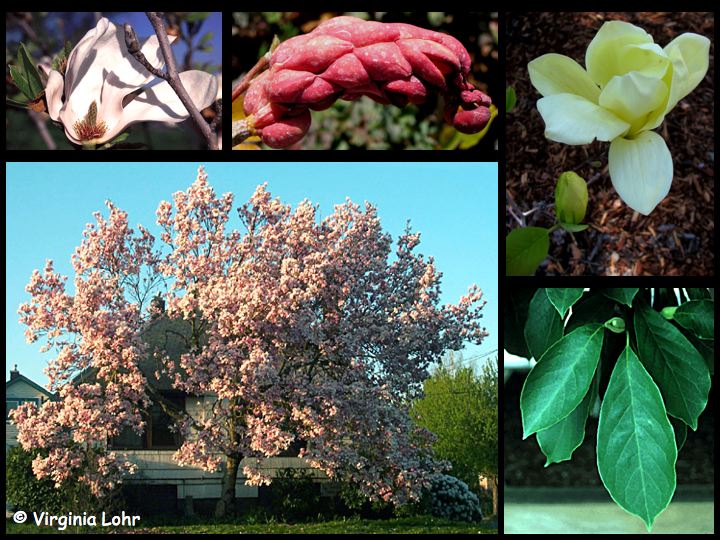 Deciduous magnolia  photos (V.I. Lohr)