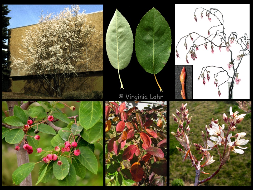 Amelanchier lamarckii photos (V.I. Lohr)