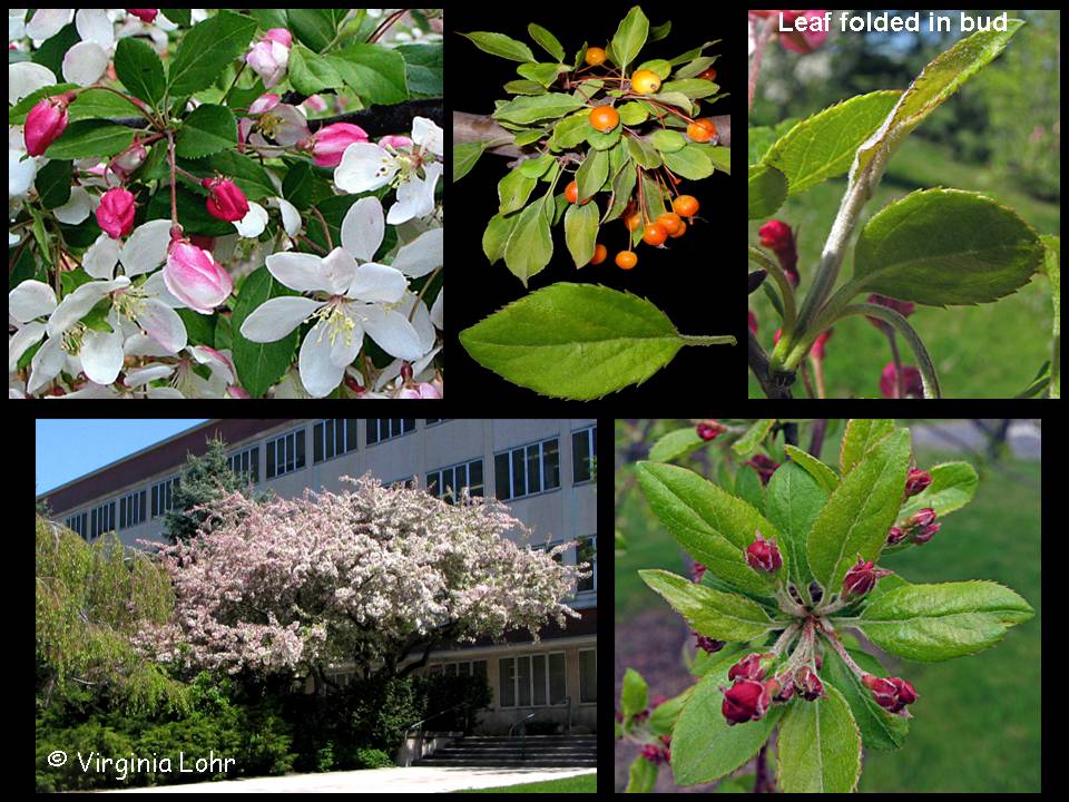 Malus floribunda photos (V.I. Lohr)