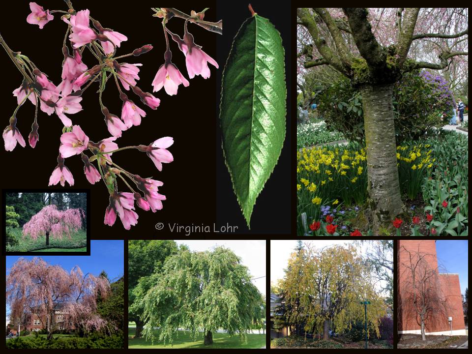 Weeping higan cherry photos (V.I. Lohr)