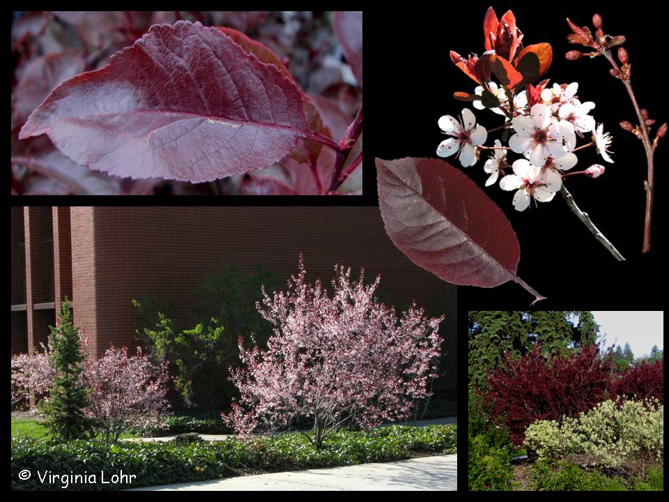 Pictures of purpleleaf sand cherry (Lohr)