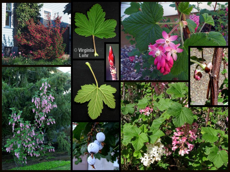 Ribes sanguineum photos (V.I. Lohr)