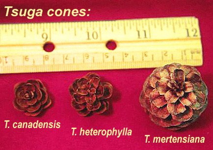 Comparison of cones of 3
        species of Tsuga