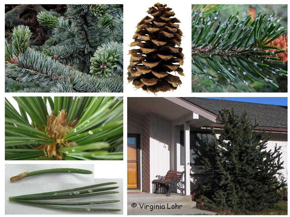 Pinus aristata features (V.I. Lohr)