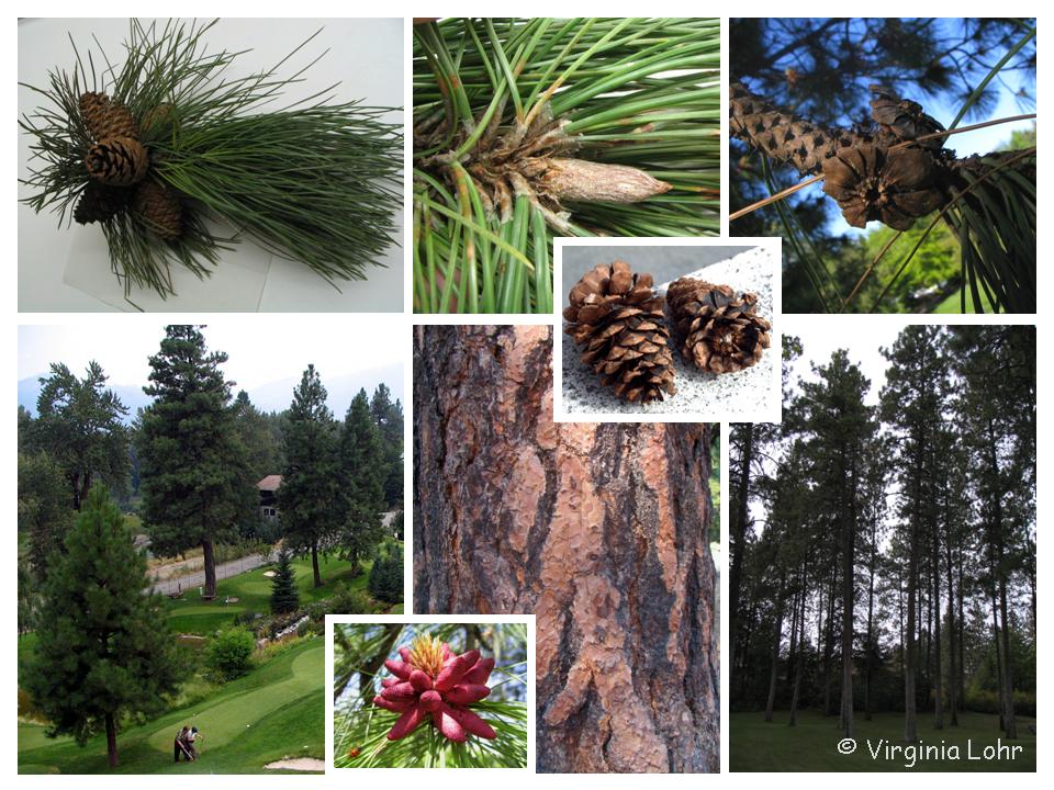 Pinus ponderosa features (V.I. Lohr)