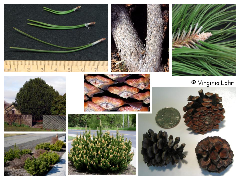 Pinus mugo features (V.I. Lohr)