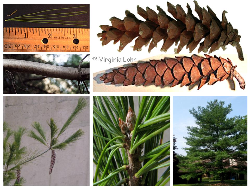 Pinus strobus pictures (V.I. Lohr)