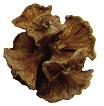 Chamaecyparis lawsoniana cone (Lohr)