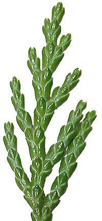 Chamaecyparis lawsoniana leaves lower surface (Lohr)