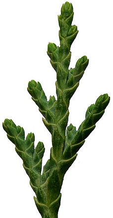 Cupressus nootkatensis 'Pendula' leaves (V.I. Lohr)