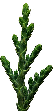Cupressus nootkatensis 'Pendula' leaves (V.I. Lohr)