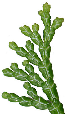 Chamaecyparis obtusa leaves lower surface (Lohr)