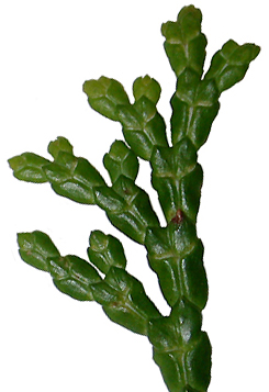 Chamaecyparis obtusa leaves upper surface (Lohr)