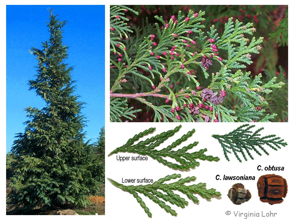 Photos of Chamaecyparis lawsoniana  (V.I. Lohr)