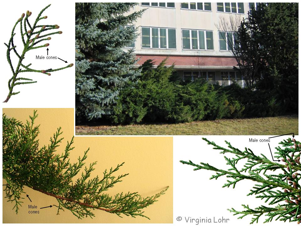 Photos of Juniperus ×pfitzeriana 'Wilhelm Pfitzer'  (V.I. Lohr)