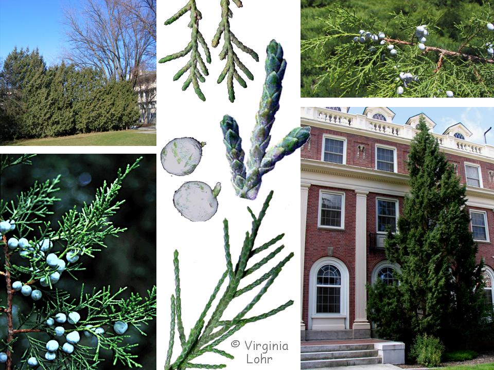 Photos of Juniperus scopulorum (V.I. Lohr)