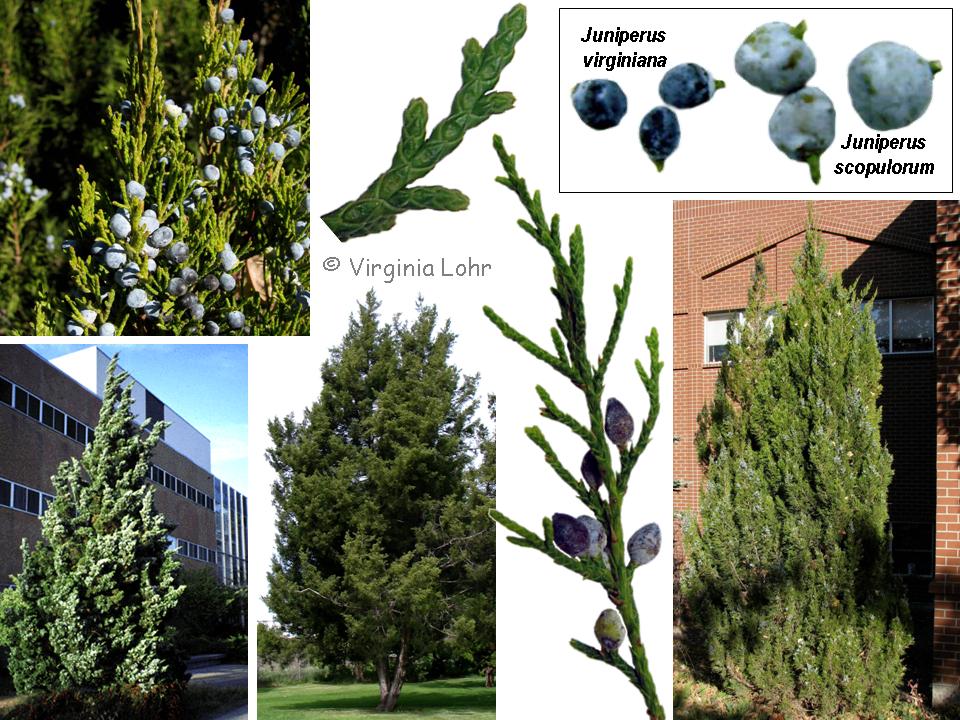 Photos of Juniperus virginiana  (V.I. Lohr)