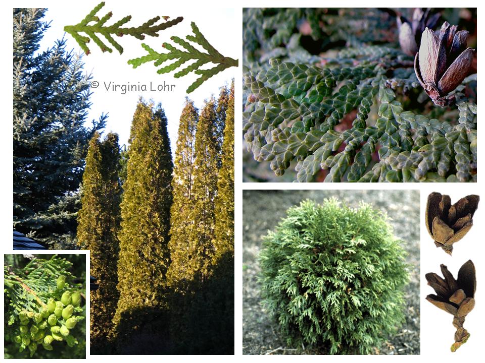 Photos of Thuja occidentalis   (V.I. Lohr)