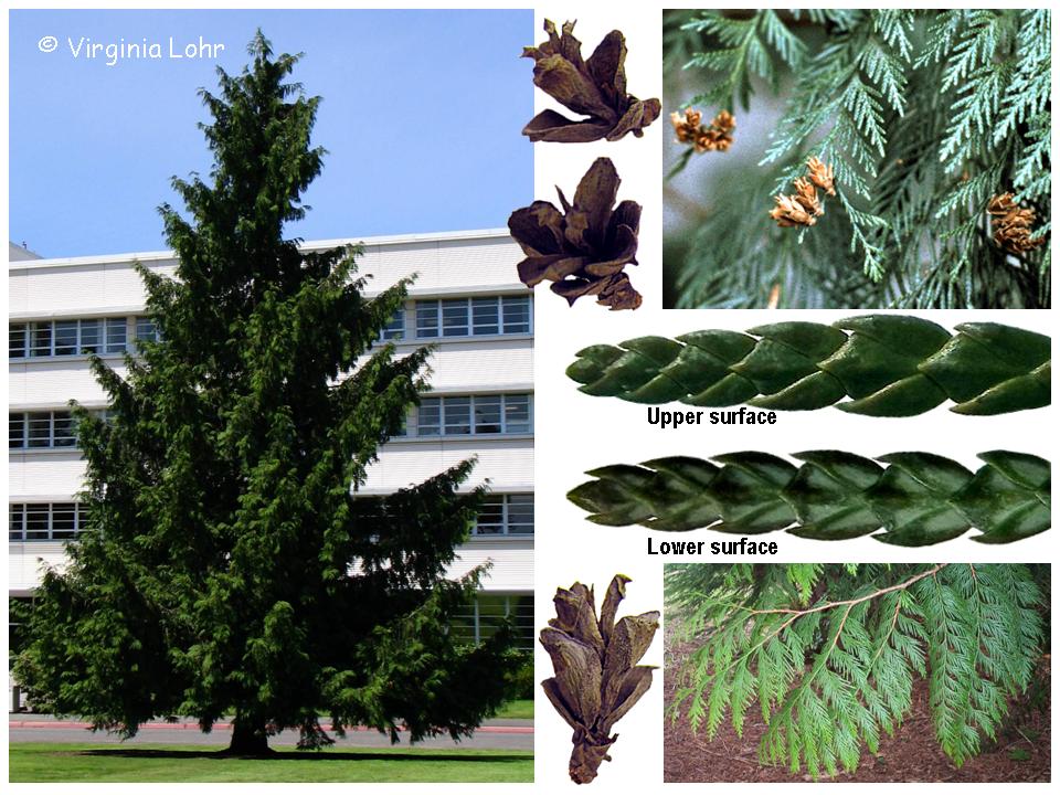 Photos of Thuja plicata   (V.I. Lohr)