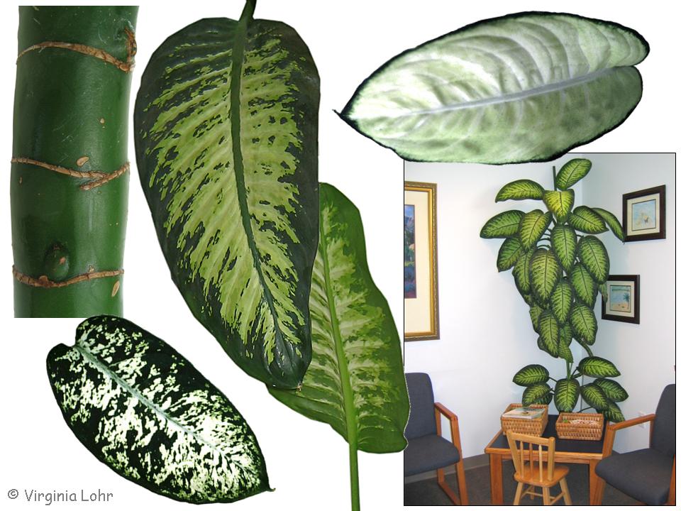 Dieffenbachia pictures (V.I. Lohr)