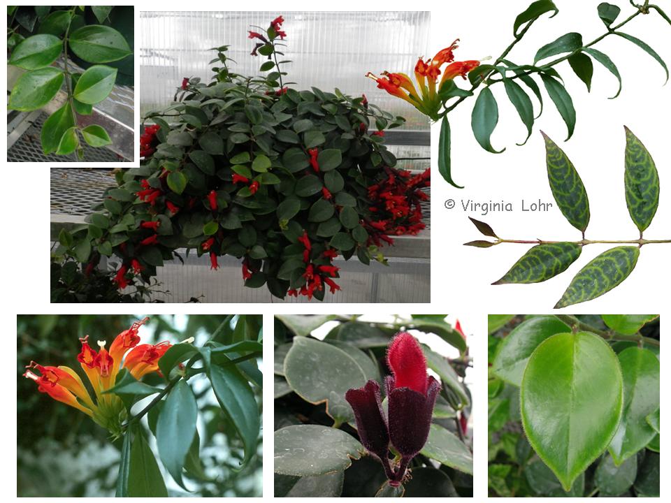 Aeschynanthus photos (V.I. Lohr)