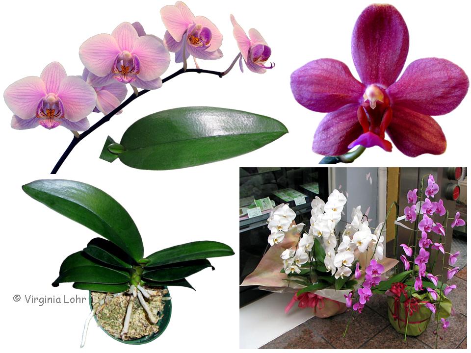 Phalaenopsis (V.I. Lohr)