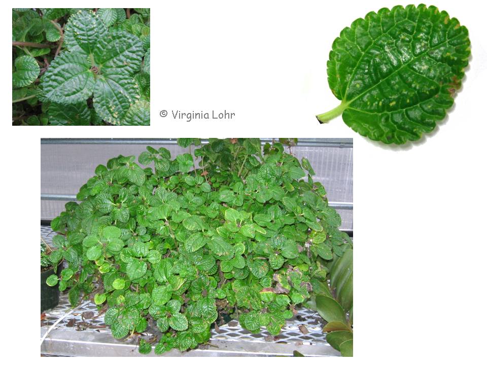 Pilea nummulariifolia pictures (V.I. Lohr)