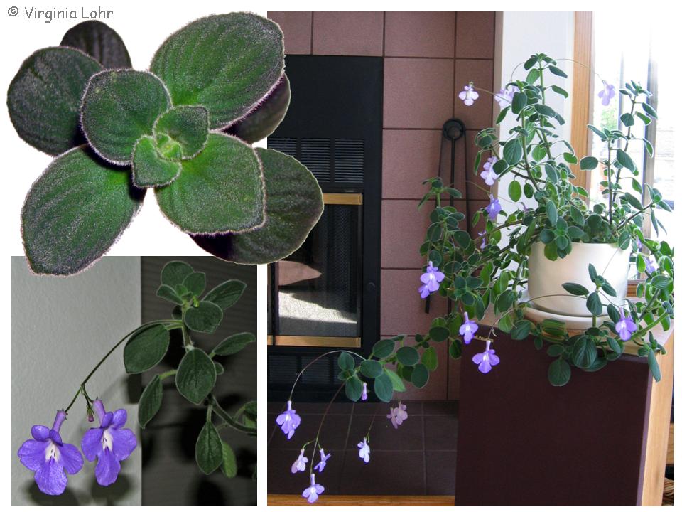 Streptocarpus saxorum pictures (V.I. Lohr)