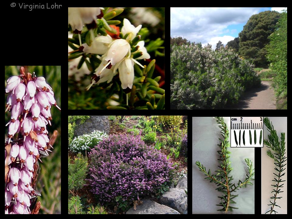 Erica spp. photos (V.I. Lohr)