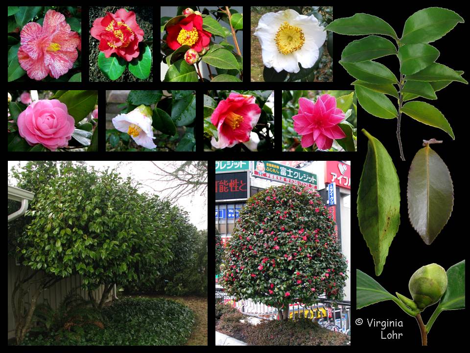 Camellias (V.I. Lohr)