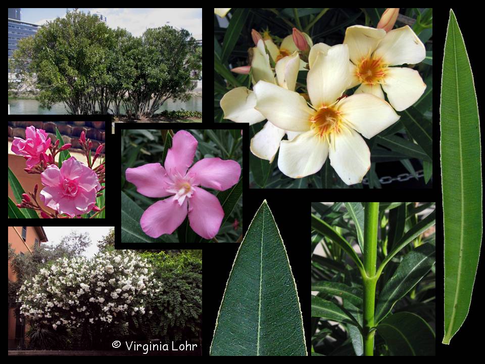 Nerium oleander photos (V.I. Lohr)